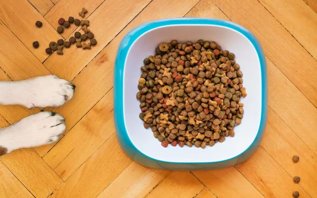 Petfood : un secteur en pleine expansion